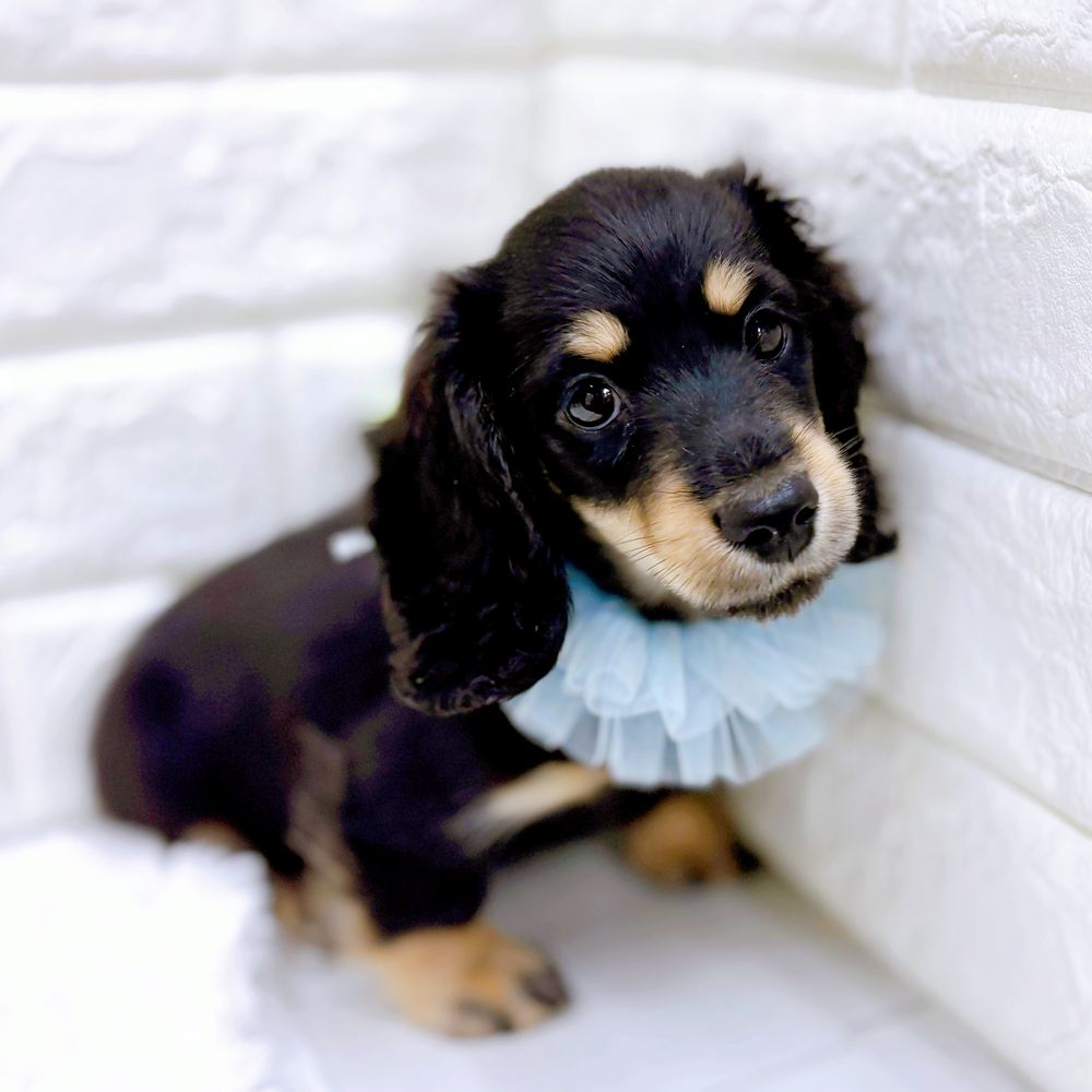 福井県のミニチュアダックスフンド(ロング) (犬の家＆猫の里アミーゴ福井店/2026年6月20日生まれ/男の子/ブラックイエロー)の子犬の4枚目の画像