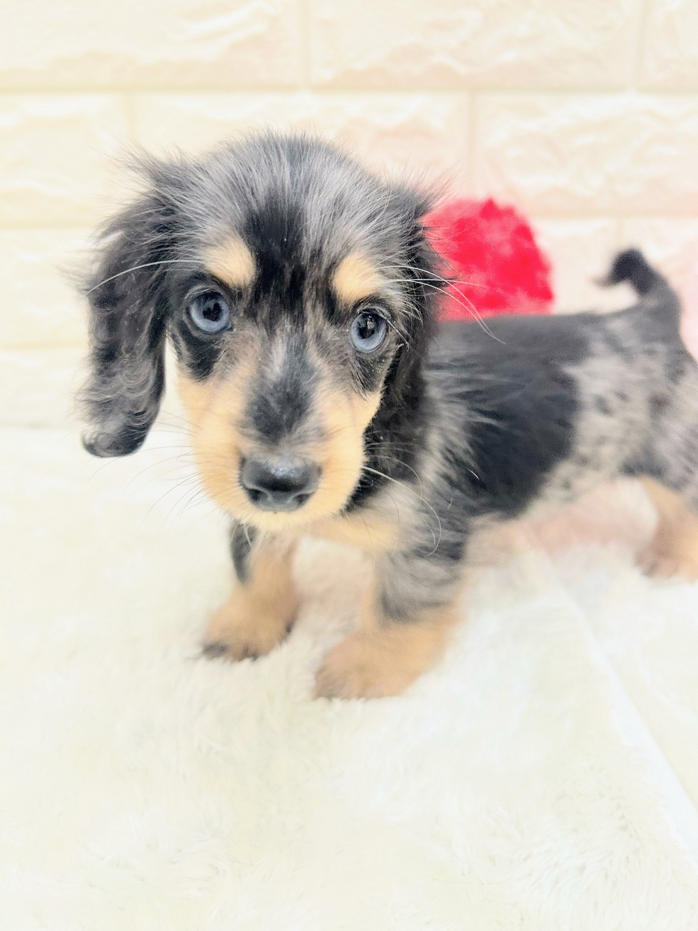 愛知県のミニチュアダックスフンド(ロング) (犬の家＆猫の里アミーゴ神の倉店/2026年6月20日生まれ/女の子/シルバーダップル)の子犬の4枚目の画像