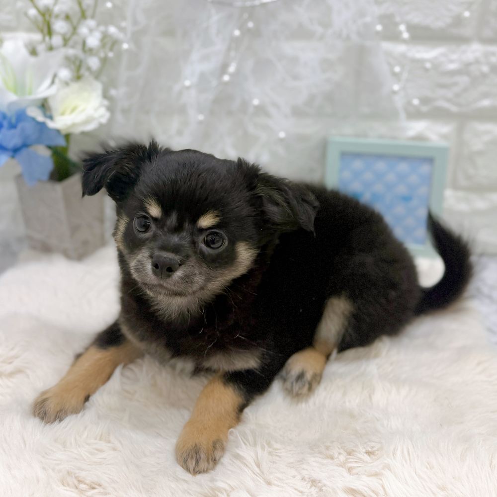 福井県のチワワ(ロング) (犬の家＆猫の里アミーゴ福井大和田店/2026年6月21日生まれ/男の子/ブラックタン)の子犬の4枚目の画像