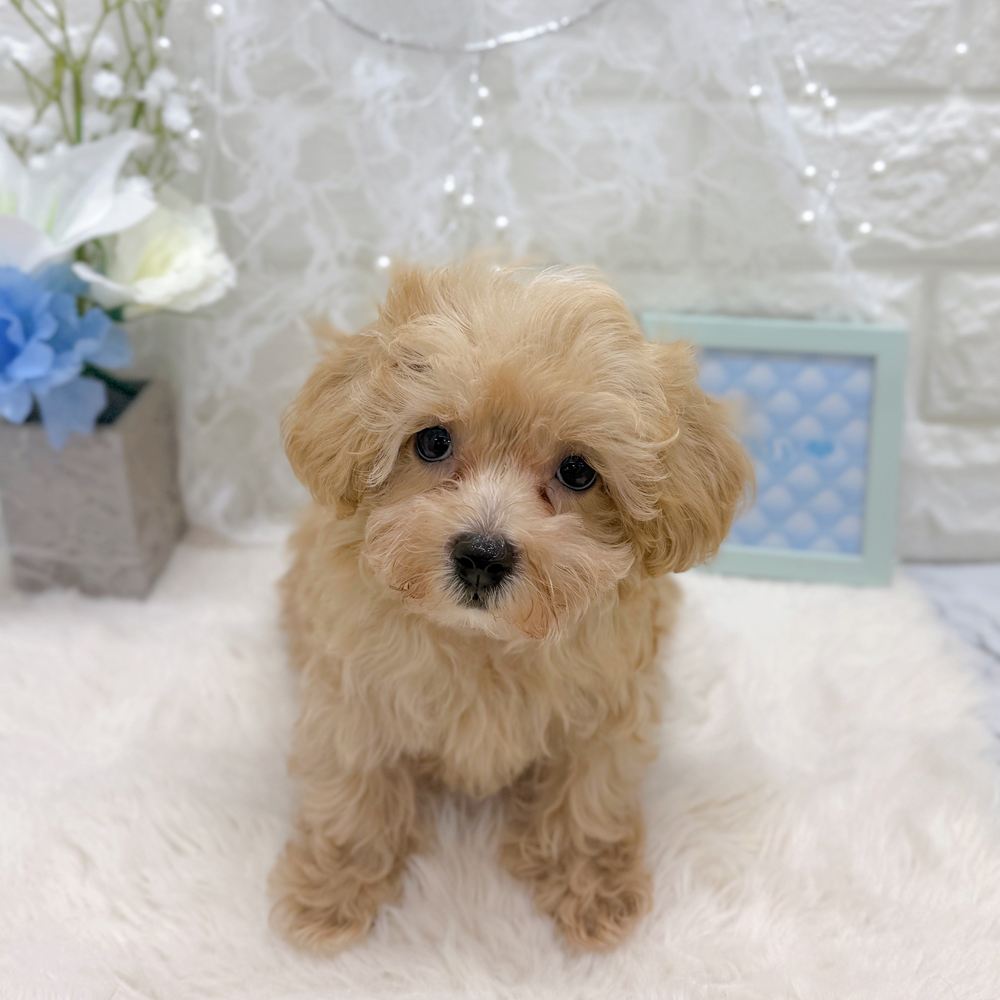 福井県のマルプー(マルチーズ×プードル) (犬の家＆猫の里アミーゴ福井大和田店/2026年6月23日生まれ/男の子/アプリコットホワイト)の子犬の4枚目の画像