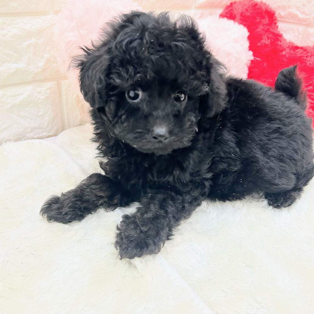 愛知県のトイプードル(トイ) (犬の家＆猫の里アミーゴ神の倉店/2026年6月24日生まれ/男の子/ブラック)の子犬の4枚目の画像