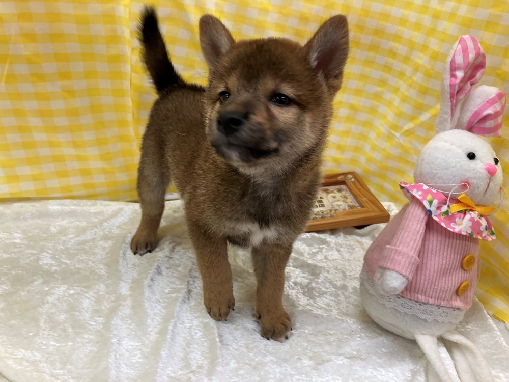 愛知県の柴犬(標準サイズ) (犬の家＆猫の里名古屋天白店/2026年6月24日生まれ/男の子/赤)の子犬の4枚目の画像