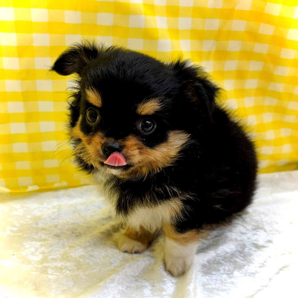 愛知県のチワワ(ロング) (犬の家＆猫の里名古屋天白店/2026年6月21日生まれ/女の子/ブラックタンホワイト)の子犬の4枚目の画像