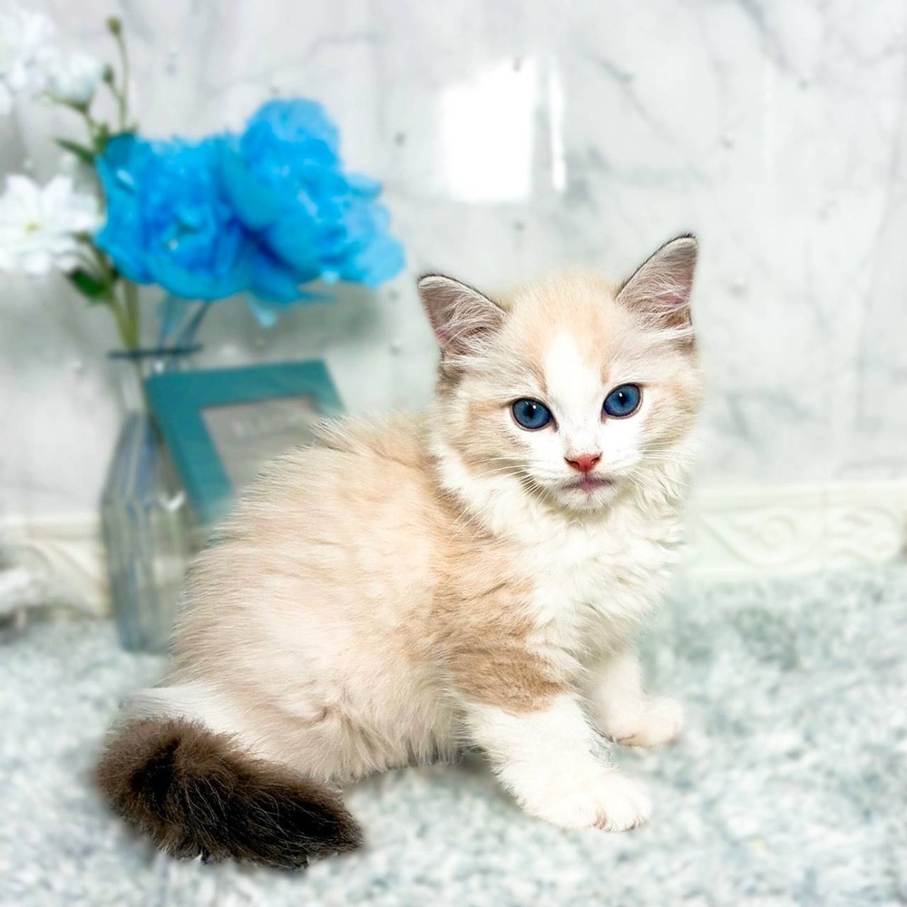 福井県のラグドール (犬の家＆猫の里福井店/2026年6月25日生まれ/男の子/シールポイントバイカラー)の子猫の4枚目の画像