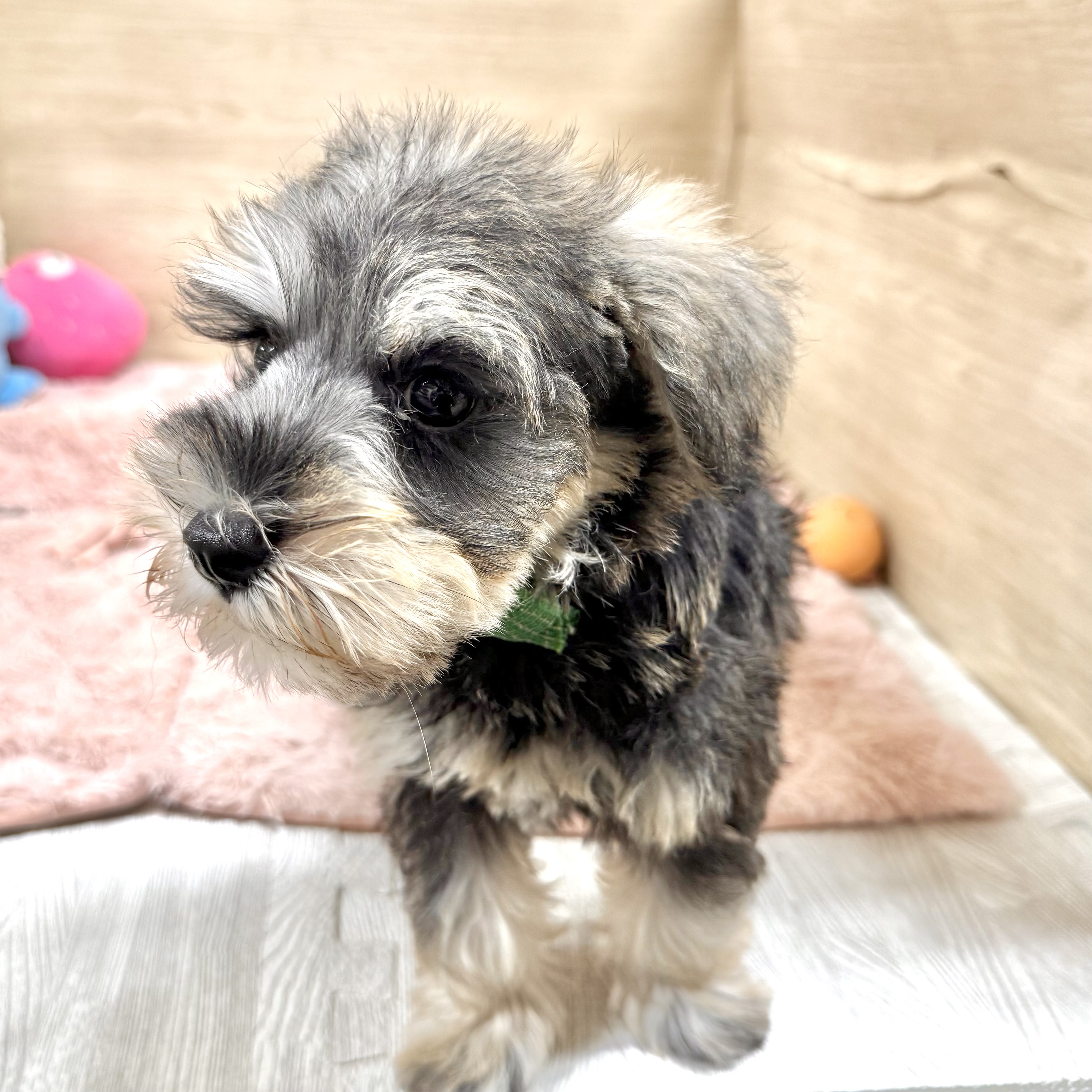 大阪府のミニチュアシュナウザー (犬の家＆猫の里そよら東岸和田店/2026年6月21日生まれ/女の子/ソルトペッパー)の子犬の4枚目の画像