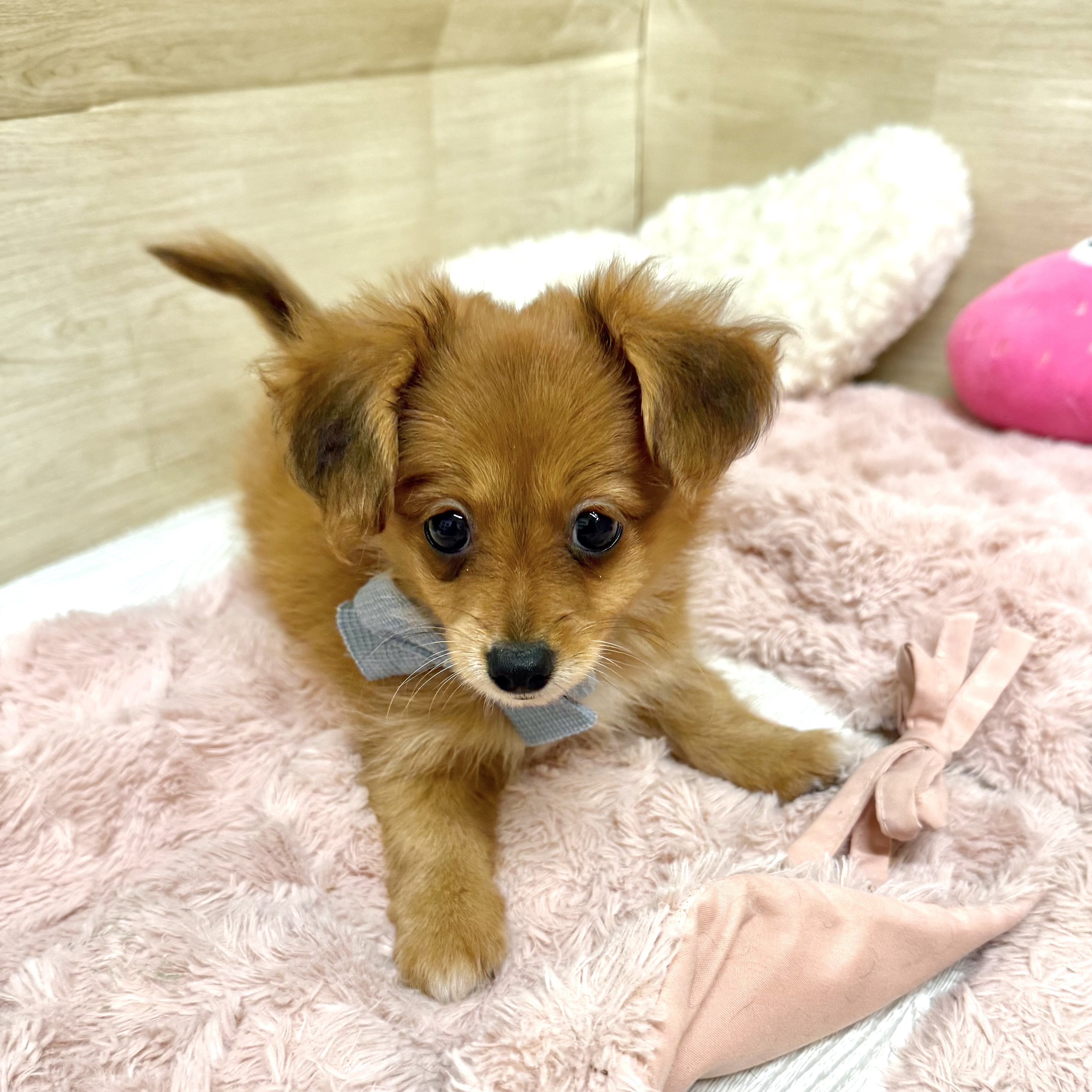 大阪府のポメックス(ポメラニアン×ダックス) (犬の家＆猫の里そよら東岸和田店/2026年6月21日生まれ/女の子/レッドホワイト)の子犬の1枚目の画像