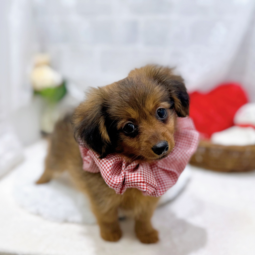 滋賀県のポメックス(ポメラニアン×ダックス) (犬の家＆猫の里長浜店/2026年6月21日生まれ/女の子/レッド)の子犬の4枚目の画像
