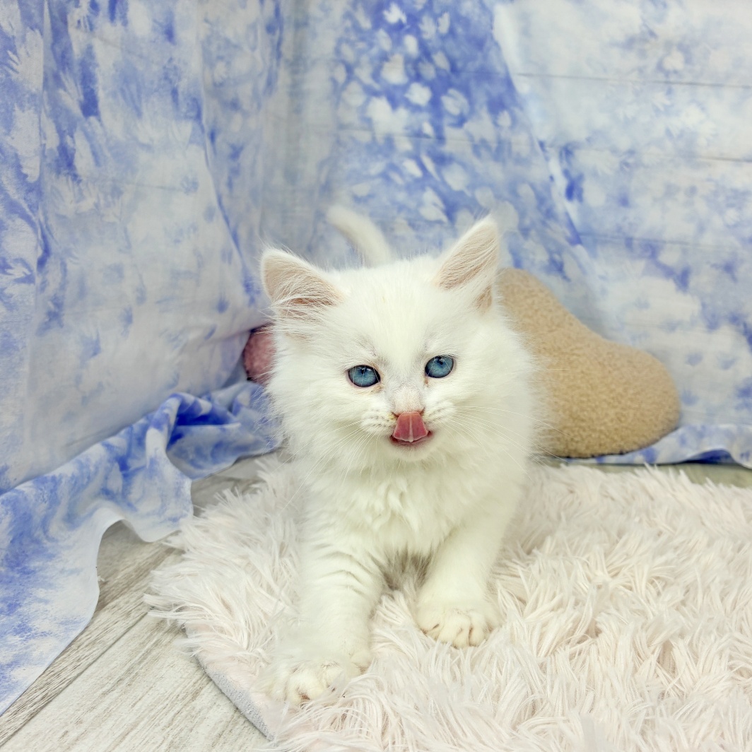 兵庫県のサイベリアン (犬の家＆猫の里川西店/2026年6月20日生まれ/女の子/ホワイト)の子猫の4枚目の画像
