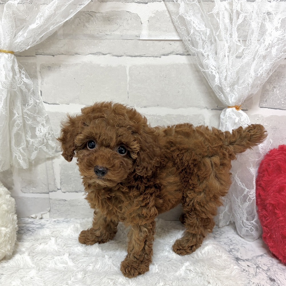 京都府のトイプードル(トイ) (犬の家＆猫の里京都精華店/2026年6月24日生まれ/女の子/レッドフォーン)の子犬の4枚目の画像