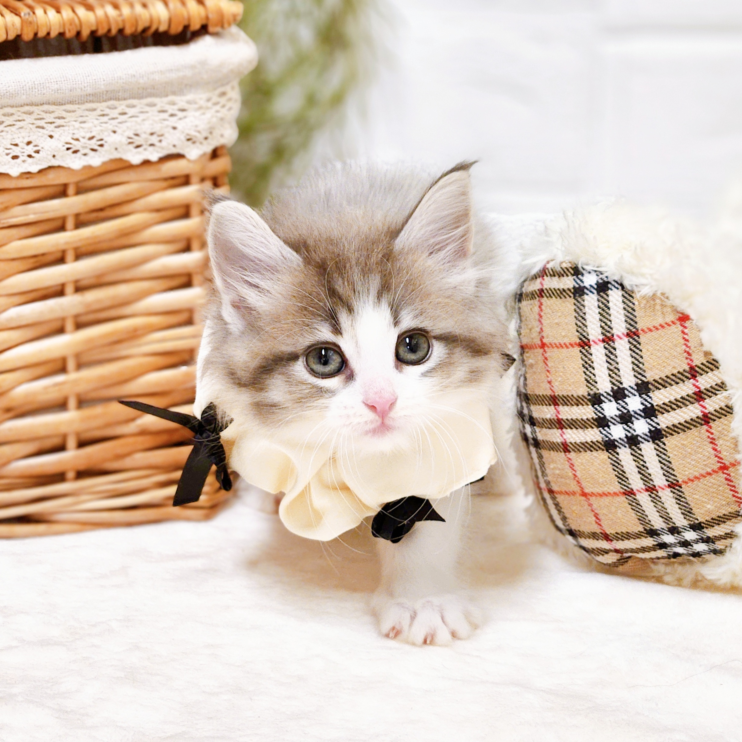 滋賀県のノルウェージャンフォレストキャット (犬の家＆猫の里近江八幡店/2026年6月23日生まれ/女の子/ブルータビーホワイト)の子猫の4枚目の画像