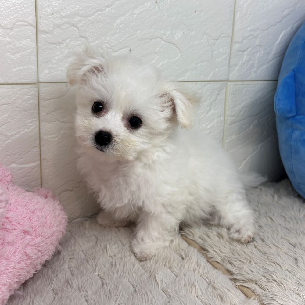 兵庫県のビションフリーゼ (犬の家＆猫の里ゆめタウン姫路店/2026年6月25日生まれ/女の子/ホワイト)の子犬の4枚目の画像
