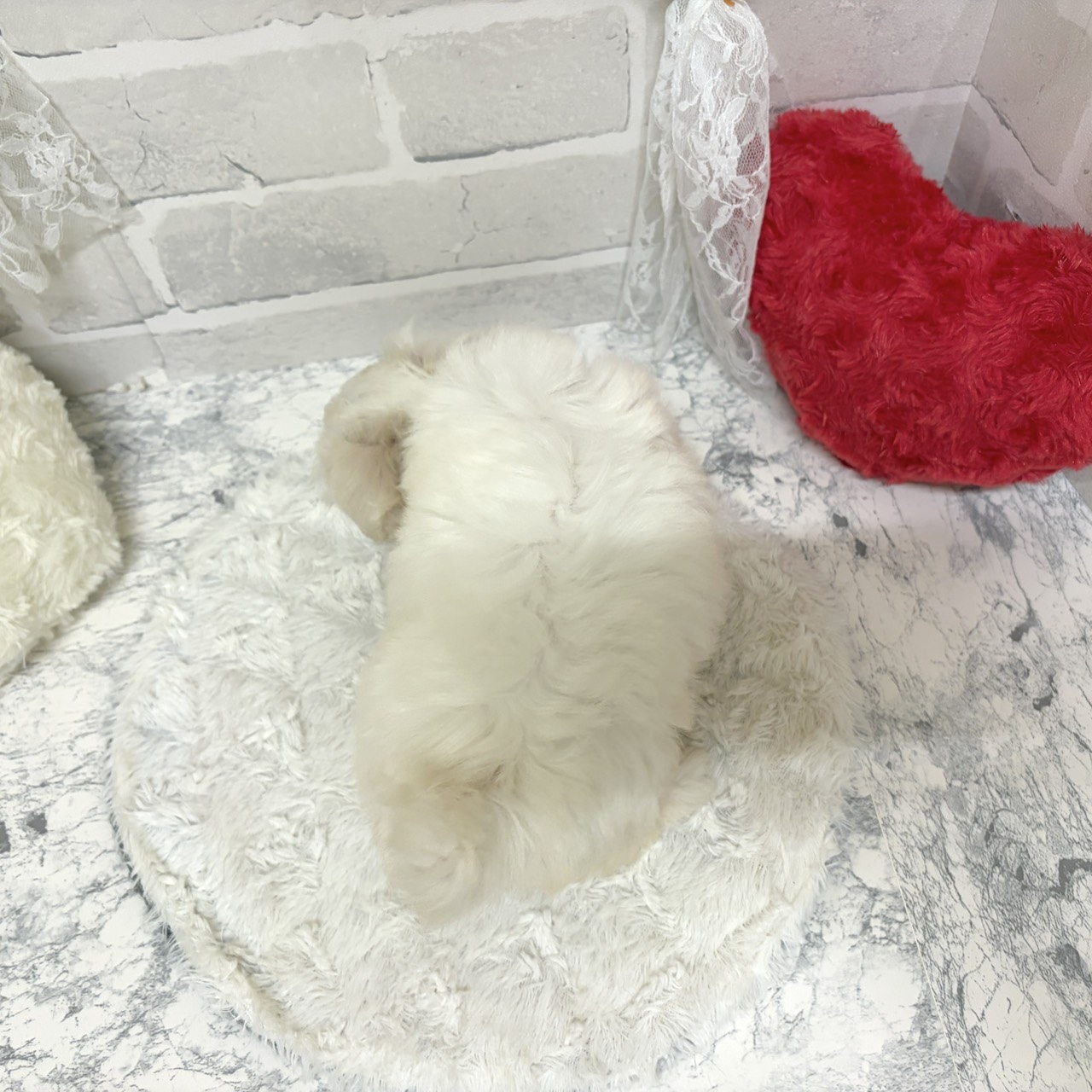 京都府のハーフ犬・ミックス犬 (犬の家＆猫の里京都精華店/2026年6月24日生まれ/男の子/ホワイト)の子犬の4枚目の画像