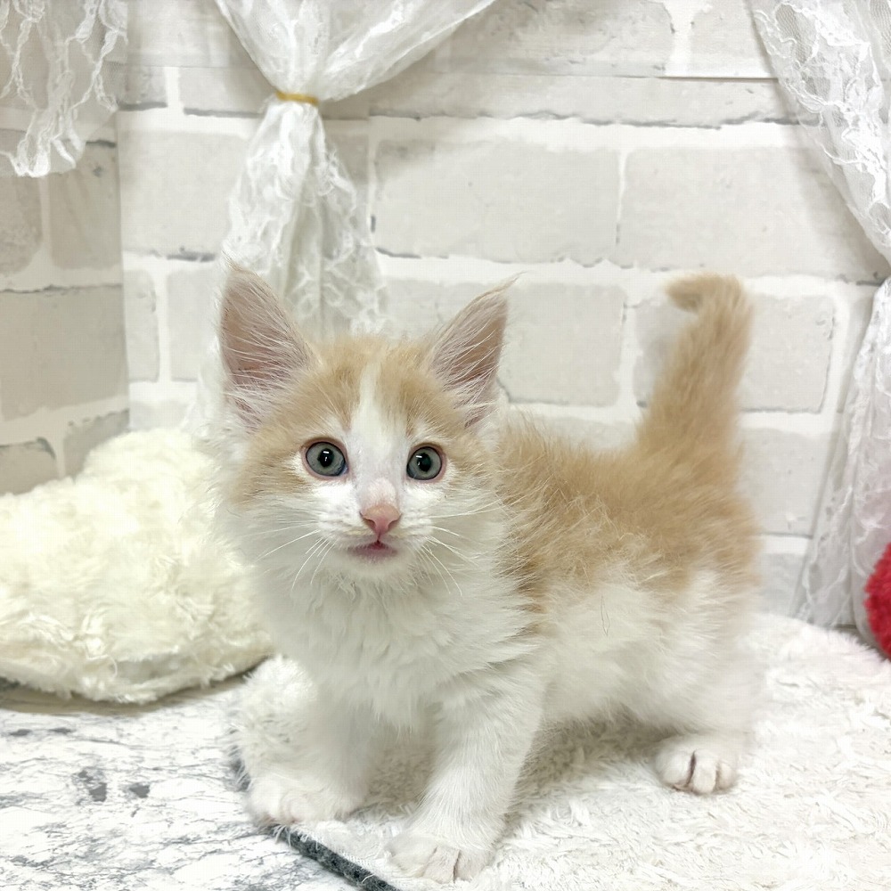 京都府のノルウェージャンフォレストキャット (犬の家＆猫の里京都精華店/2026年6月24日生まれ/男の子/クリームタビーホワイト)の子猫の4枚目の画像