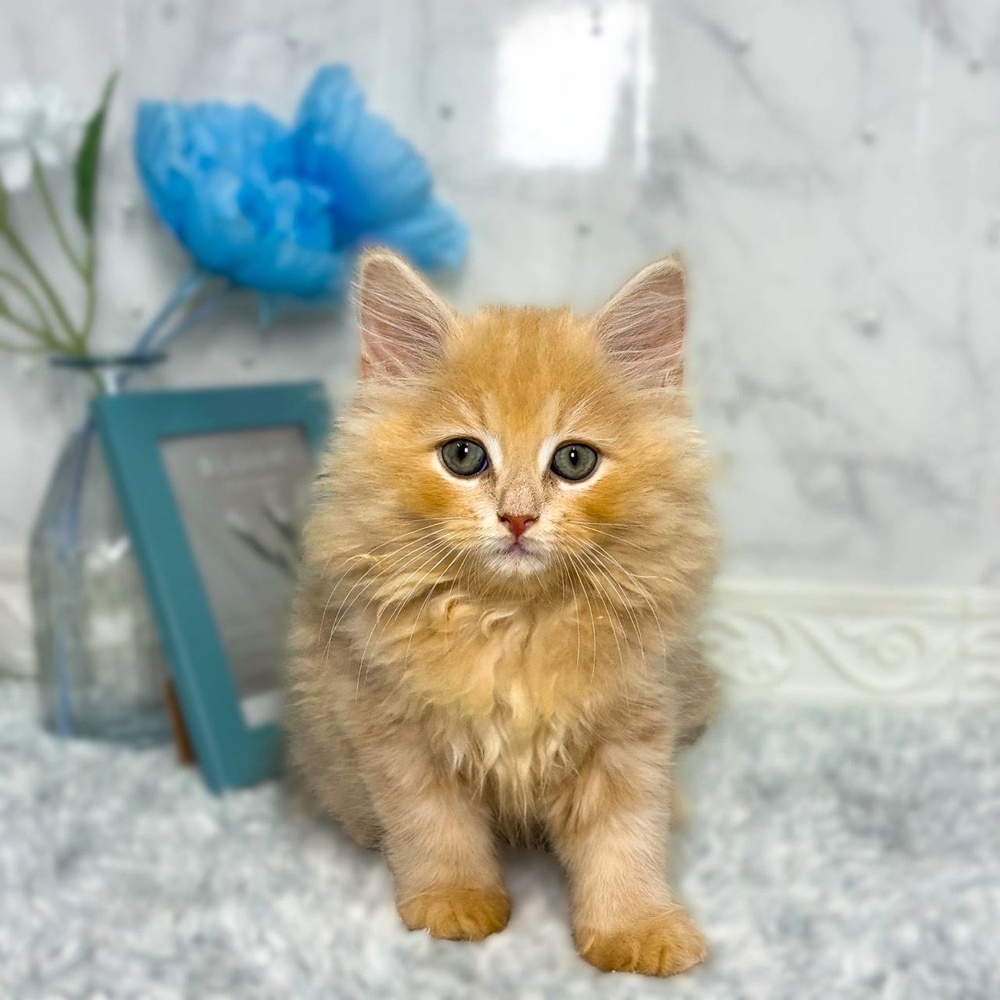 福井県のサイベリアン (犬の家＆猫の里福井店/2026年6月24日生まれ/男の子/クリームタビー)の子猫の1枚目の画像