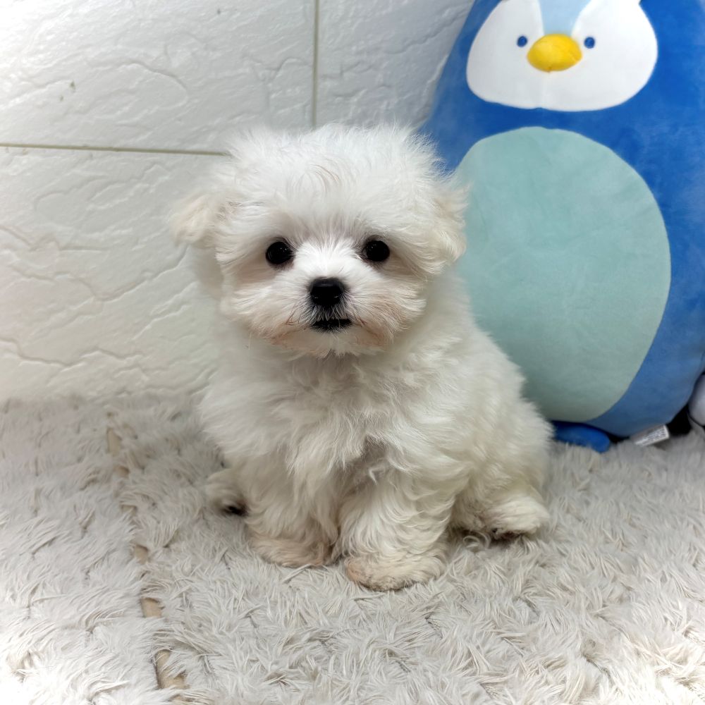 兵庫県のマルチーズ (犬の家＆猫の里ゆめタウン姫路店/2026年6月23日生まれ/女の子/ホワイト)の子犬の4枚目の画像