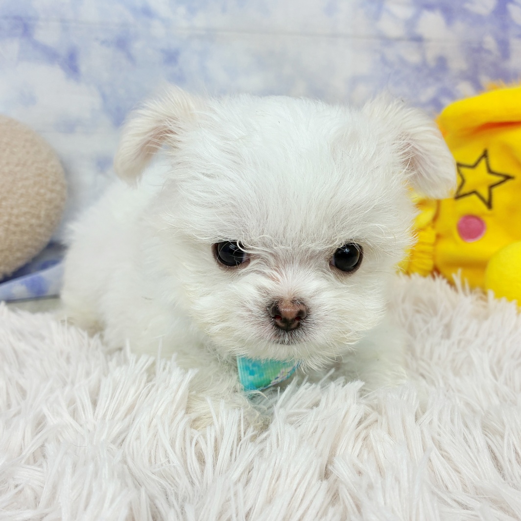 兵庫県のチワマル/マルチワ(チワワ×マルチーズ) (犬の家＆猫の里川西店/2026年6月22日生まれ/男の子/ホワイトクリーム)の子犬の4枚目の画像