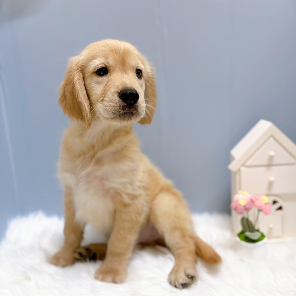 岡崎市(愛知県)のゴールデンレトリバーの子犬|ペットミー
