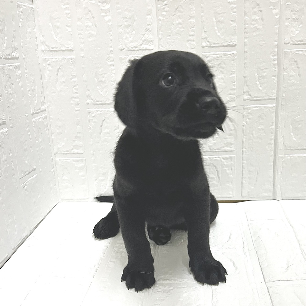 愛知県のハーフ犬・ミックス犬 (犬の家＆猫の里豊川インター店/2026年6月26日生まれ/男の子/ブラック)の子犬の4枚目の画像