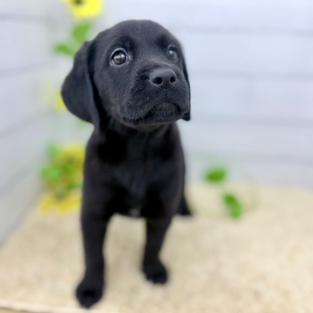 愛知県のハーフ犬・ミックス犬 (犬の家＆猫の里七宝店/2026年6月26日生まれ/女の子/ブラック)の子犬の4枚目の画像