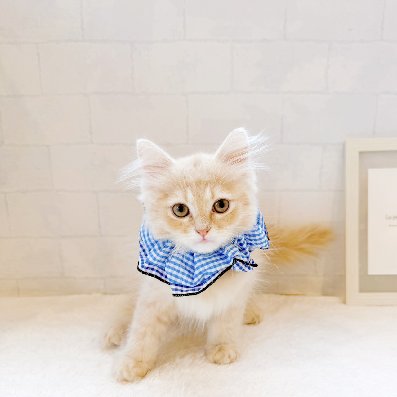 石川県のサイベリアン (犬の家＆猫の里金沢店/2026年6月17日生まれ/男の子/クリームタビー)の子猫の4枚目の画像