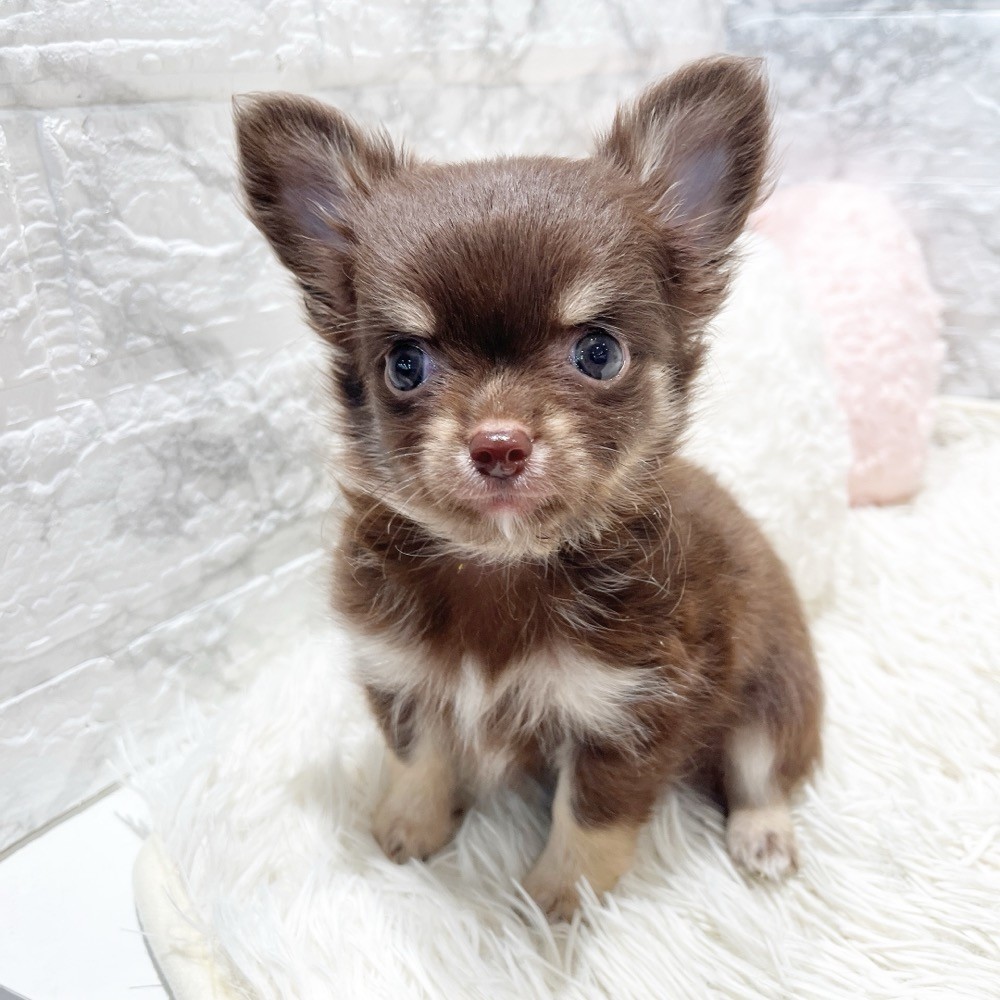 愛知県のチワワ(ロング) (犬の家＆猫の里MiO香久山店/2026年6月26日生まれ/男の子/チョコレートタン)の子犬の4枚目の画像