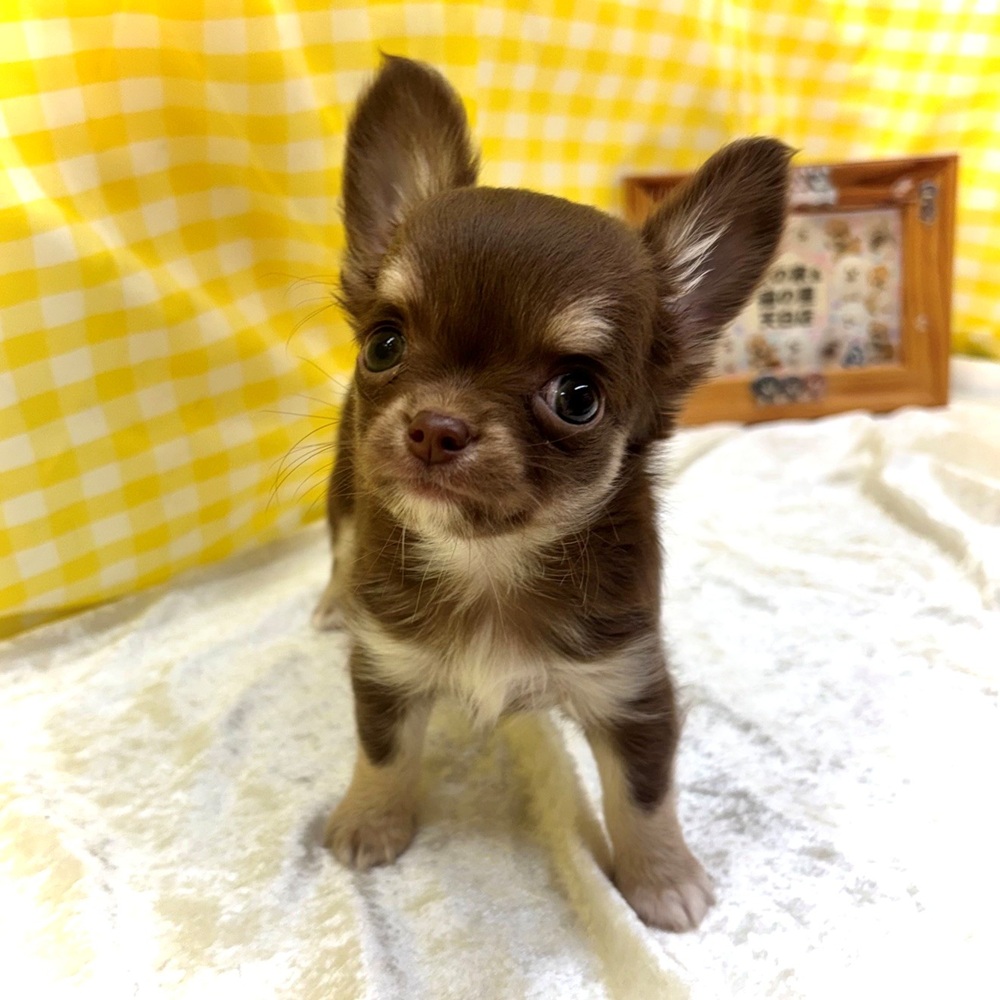 愛知県のチワワ(ロング) (犬の家＆猫の里名古屋天白店/2026年6月26日生まれ/女の子/チョコレートタンホワイト)の子犬の4枚目の画像