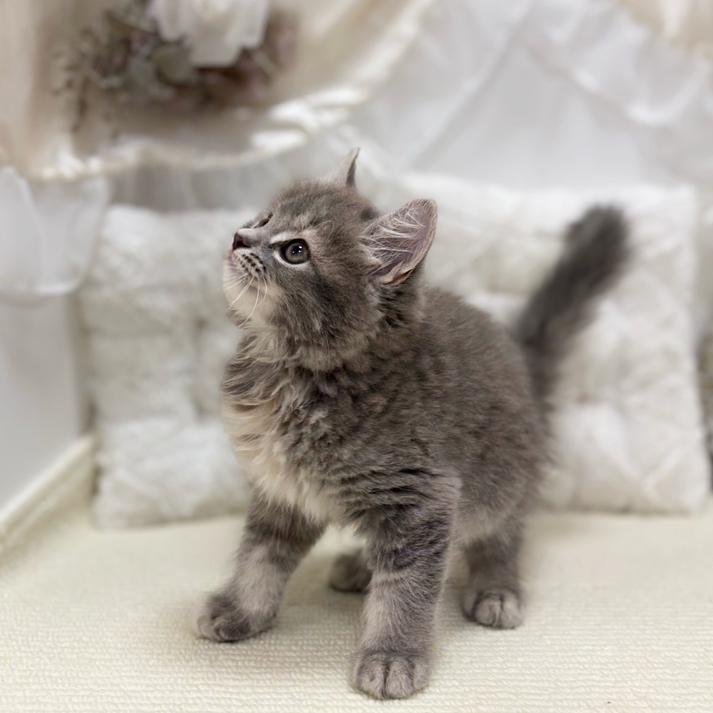 岐阜県のマンチカン (犬の家＆猫の里カラフルタウン岐阜店/2026年6月26日生まれ/女の子/ブルーパッチドタビー)の子猫の4枚目の画像