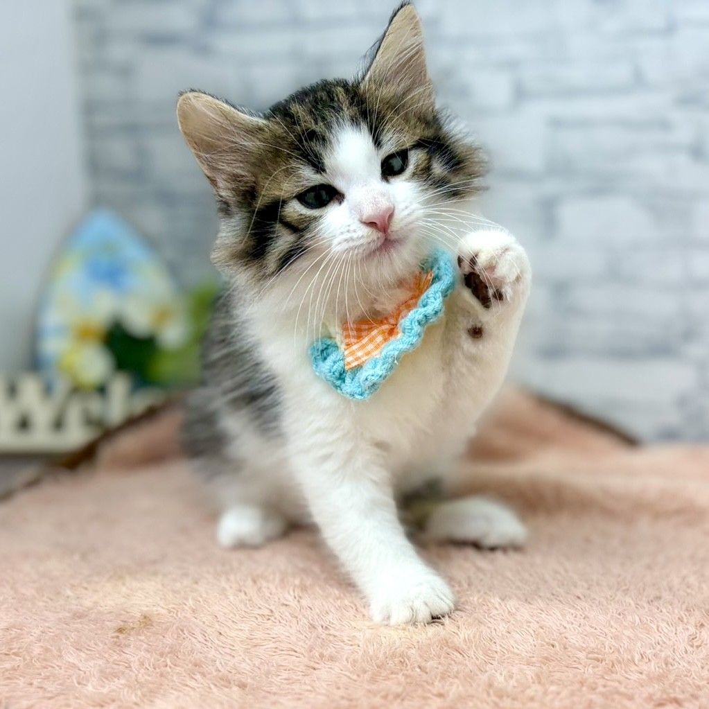 長野県のノルウェージャンフォレストキャット (犬の家＆猫の里長野店/2026年6月27日生まれ/男の子/ブラウンタビーホワイト)の子猫の4枚目の画像