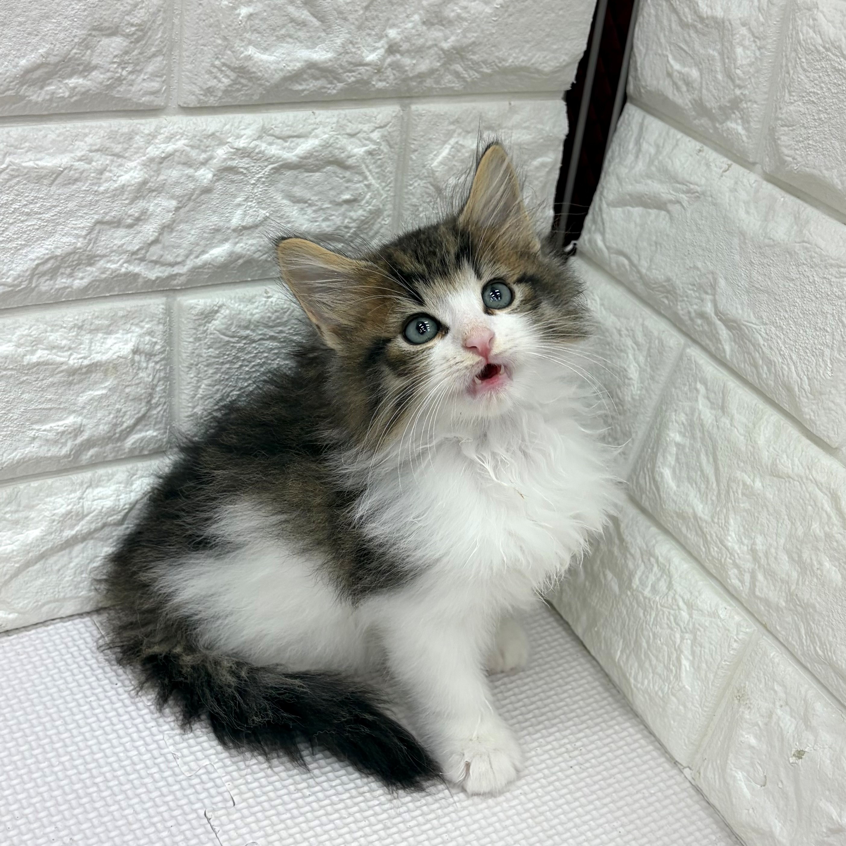 愛知県のノルウェージャンフォレストキャット (犬の家＆猫の里MEGAドン・キホーテ東海名和店/2026年6月27日生まれ/男の子/ブラウンタビーホワイト)の子猫の4枚目の画像