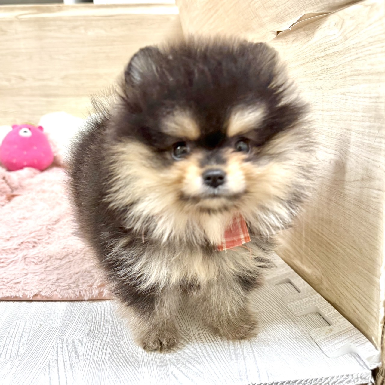大阪府のポメラニアン (犬の家＆猫の里そよら東岸和田店/2026年6月26日生まれ/女の子/ブラックタン)の子犬の4枚目の画像