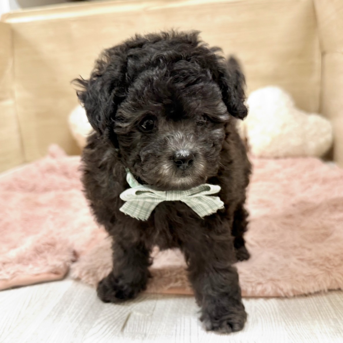 大阪府のトイプードル(トイ) (犬の家＆猫の里そよら東岸和田店/2026年6月27日生まれ/男の子/グレー)の子犬の4枚目の画像