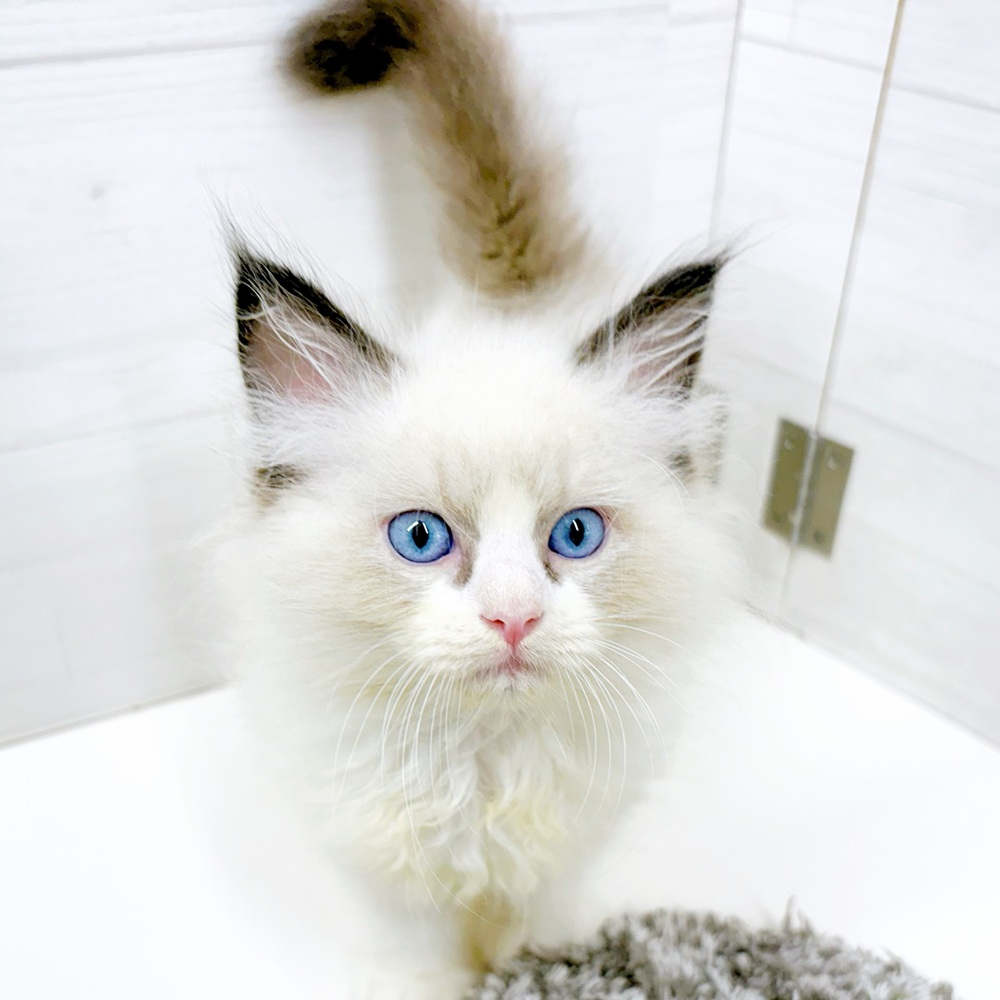 石川県のラグドール (犬の家＆猫の里アミーゴ金沢おこばた店/2026年6月27日生まれ/男の子/シールポイントバイカラー)の子猫の4枚目の画像