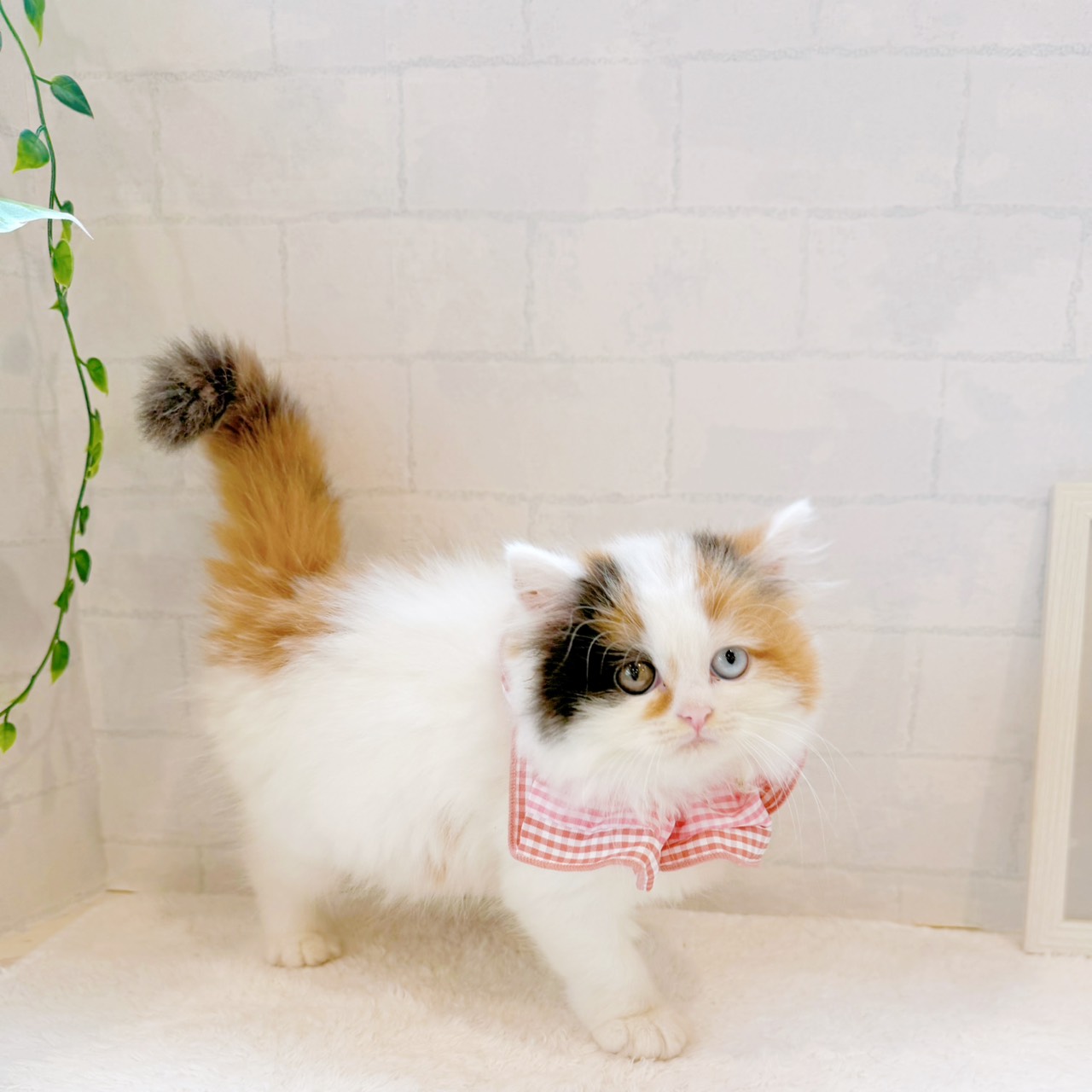 石川県のスコティッシュストレート (犬の家＆猫の里金沢店/2026年6月25日生まれ/女の子/キャリコ)の子猫の4枚目の画像