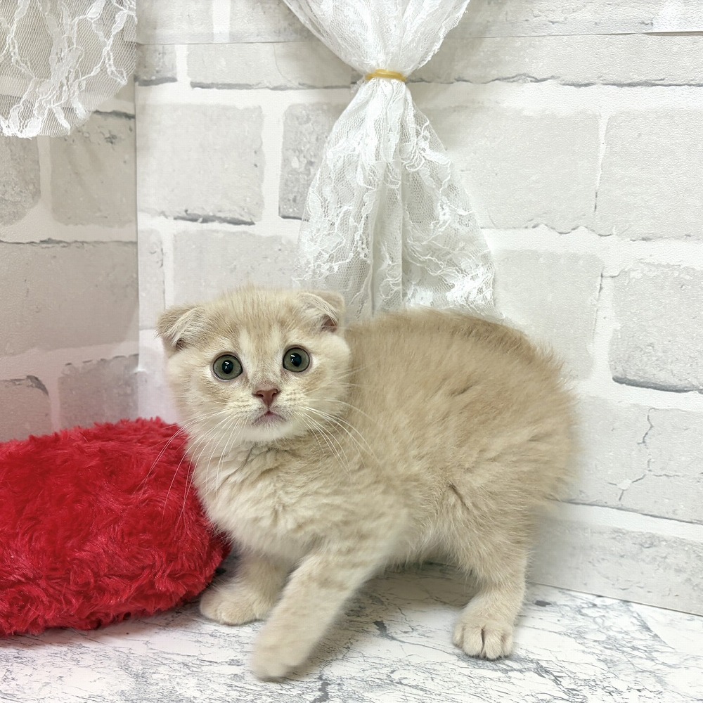 京都府のスコティッシュフォールド (犬の家＆猫の里京都精華店/2026年6月26日生まれ/男の子/クリームタビー)の子猫の4枚目の画像