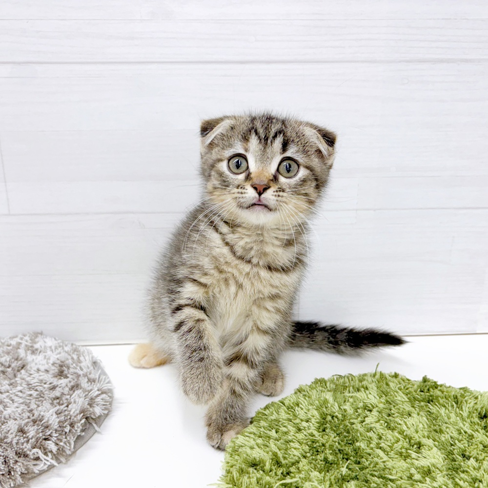 石川県のスコティッシュフォールド (犬の家＆猫の里アミーゴ金沢おこばた店/2026年6月26日生まれ/女の子/ブラウンタビー)の子猫の4枚目の画像