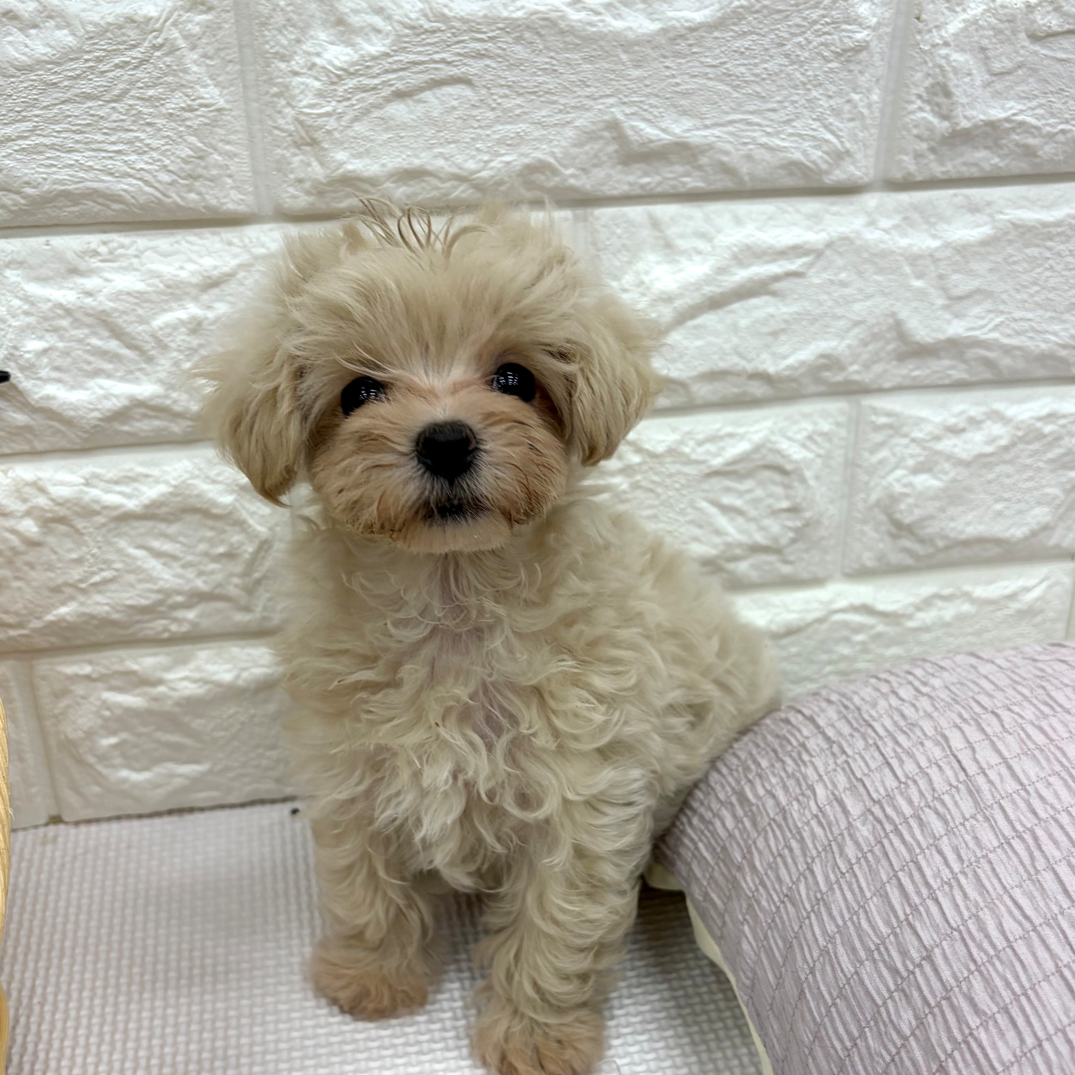 愛知県のマルプー(マルチーズ×プードル) (犬の家＆猫の里MEGAドン・キホーテ東海名和店/2026年6月27日生まれ/女の子/クリーム)の子犬の4枚目の画像