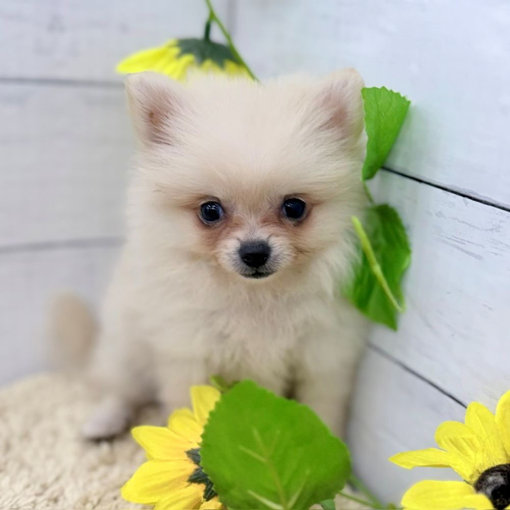 愛知県のポメチワ/チワポメ/ポメチー(ポメラニアン×チワワ) (犬の家＆猫の里七宝店/2026年6月28日生まれ/女の子/クリーム)の子犬の4枚目の画像