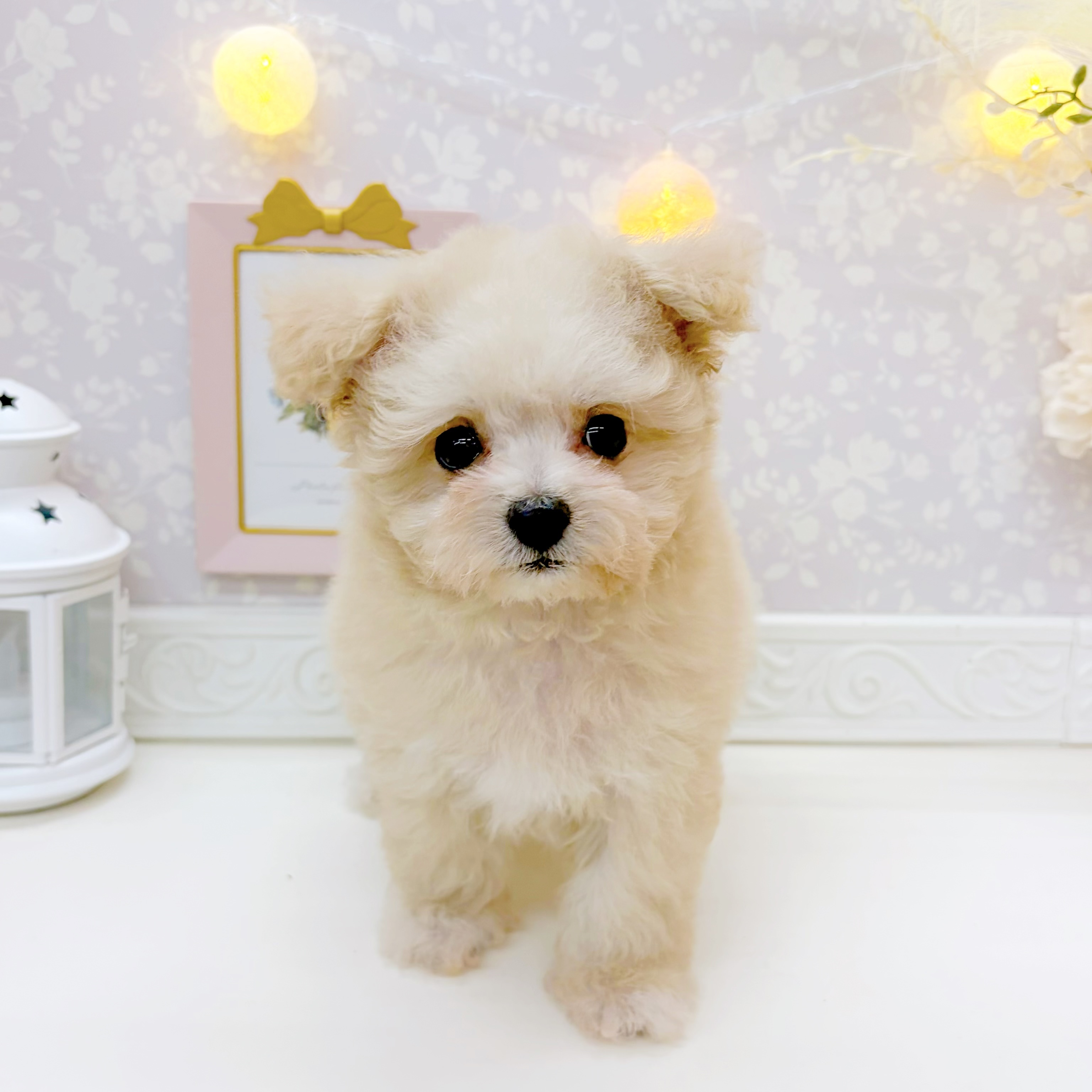富山県のマルプー(マルチーズ×プードル) (犬の家＆猫の里富山店/2026年6月26日生まれ/男の子/クリーム)の子犬の4枚目の画像