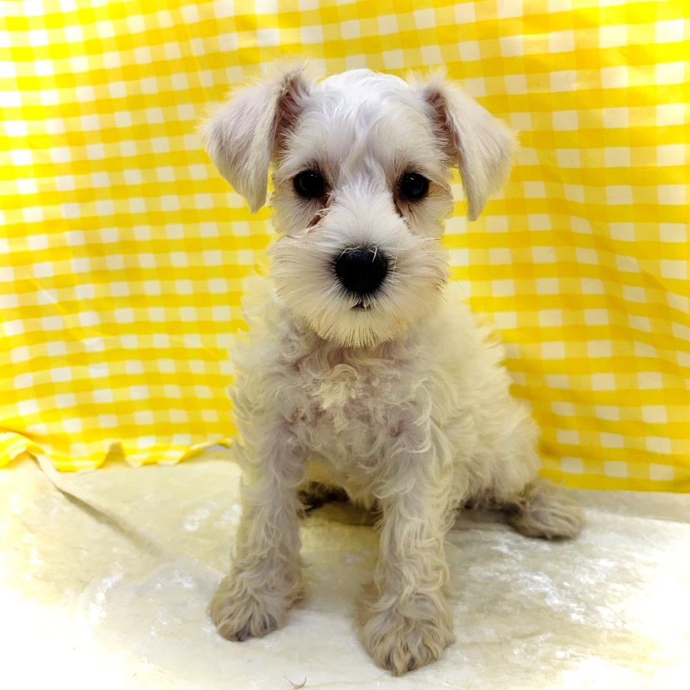 愛知県のミニチュアシュナウザー (犬の家＆猫の里名古屋天白店/2026年6月28日生まれ/女の子/ホワイト)の子犬の4枚目の画像