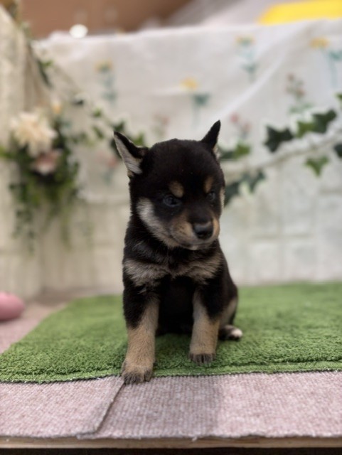 岡山県の豆柴 (犬の家＆猫の里倉敷店/2026年6月27日生まれ/男の子/黒)の子犬の4枚目の画像