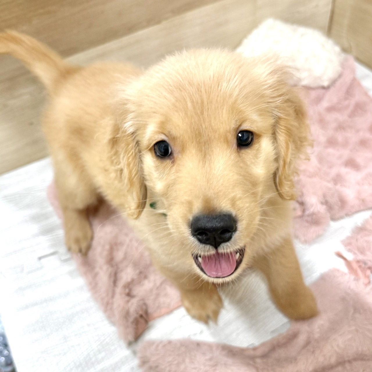 大阪府のゴールデンレトリバー (犬の家＆猫の里そよら東岸和田店/2026年6月26日生まれ/男の子/ゴールデン)の子犬の4枚目の画像