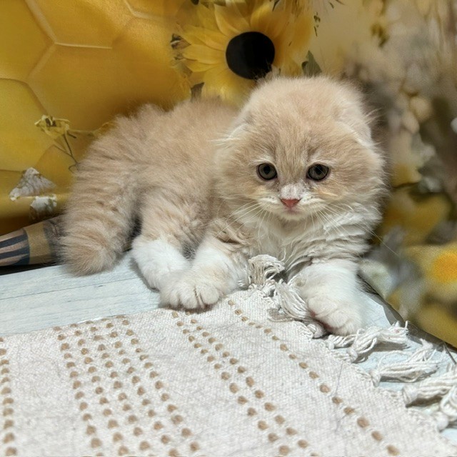 福岡県のスコティッシュフォールド (犬の家＆猫の里トリアス久山店/2026年6月27日生まれ/男の子/クリームタビーホワイト)の子猫の4枚目の画像