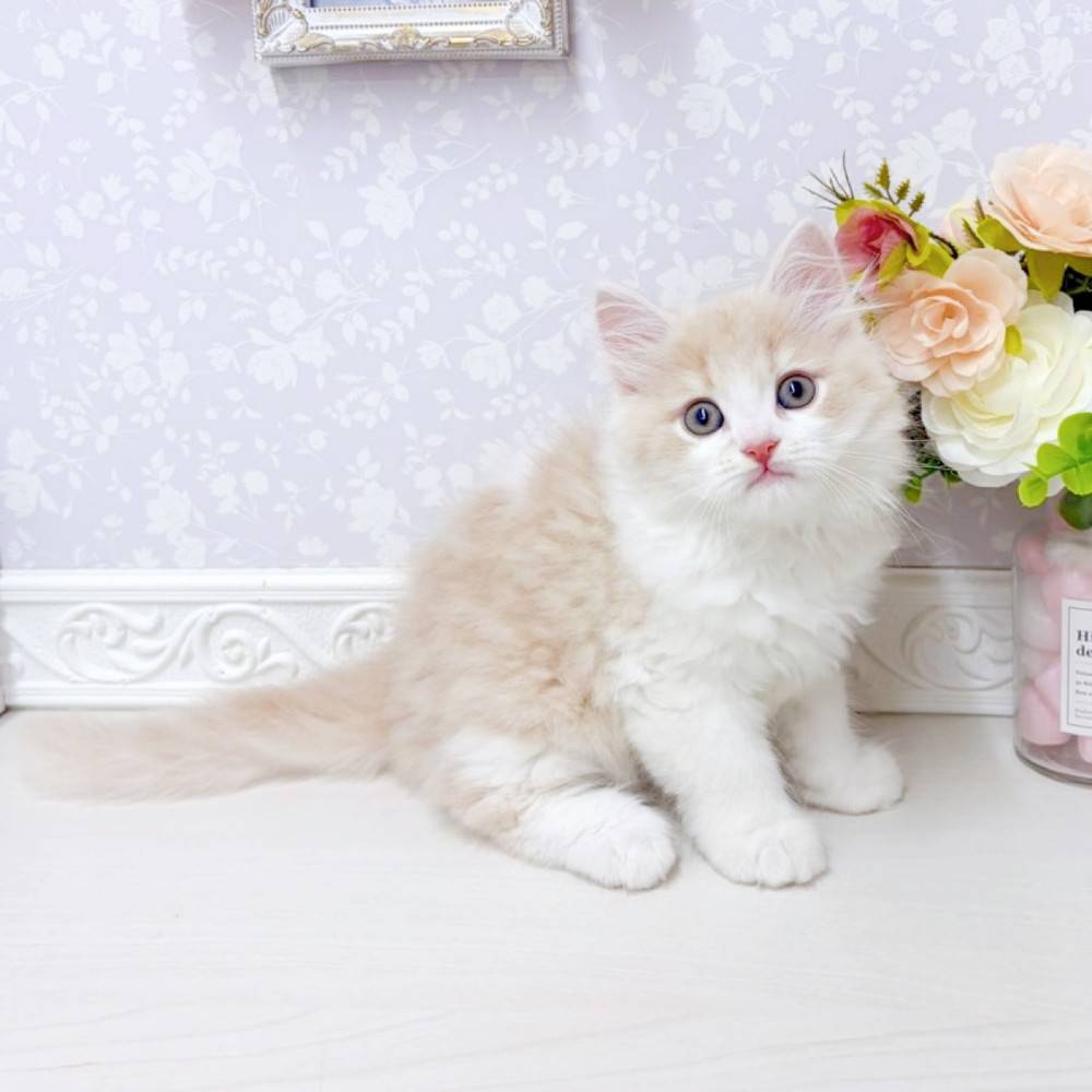 富山県のミヌエット (犬の家＆猫の里アミーゴ山室店/2026年6月27日生まれ/男の子/クリームタビーホワイト)の子猫の4枚目の画像