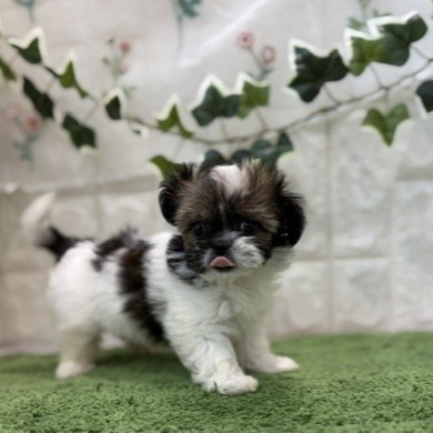 岡山県のチワズー/チワシーズ(チワワ×シーズー) (犬の家＆猫の里倉敷店/2026年6月27日生まれ/女の子/レッドホワイト)の子犬の4枚目の画像