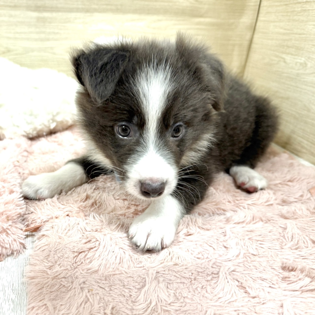 大阪府のボーダーコリー (犬の家＆猫の里そよら東岸和田店/2026年6月28日生まれ/男の子/ブルーホワイト)の子犬の4枚目の画像