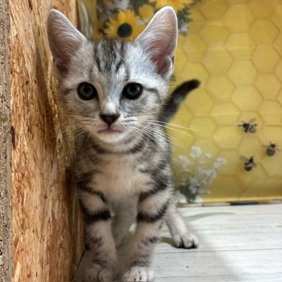 福岡県のアメリカンショートヘアー (犬の家＆猫の里トリアス久山店/2026年6月25日生まれ/男の子/シルバータビー)の子猫の4枚目の画像