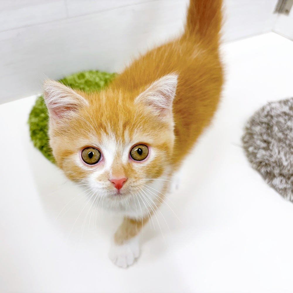 石川県のスコティッシュストレート (犬の家＆猫の里アミーゴ金沢おこばた店/2026年6月28日生まれ/女の子/レッドタビーホワイト)の子猫の4枚目の画像