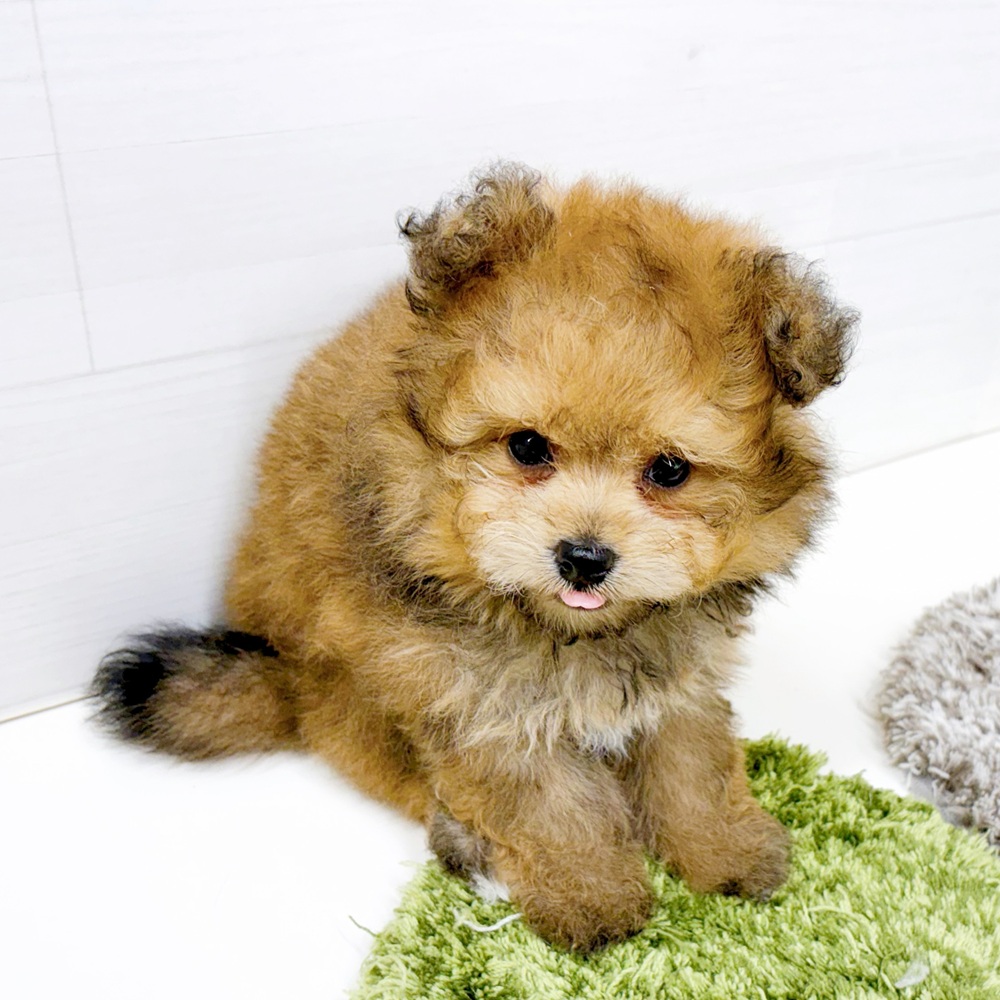 石川県のポメプー(ポメラニアン×プードル) (犬の家＆猫の里アミーゴ金沢おこばた店/2026年6月25日生まれ/女の子/レッド)の子犬の4枚目の画像