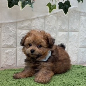 岡山県のポメプー(ポメラニアン×プードル) (犬の家＆猫の里倉敷店/2026年6月25日生まれ/男の子/レッド)の子犬の4枚目の画像