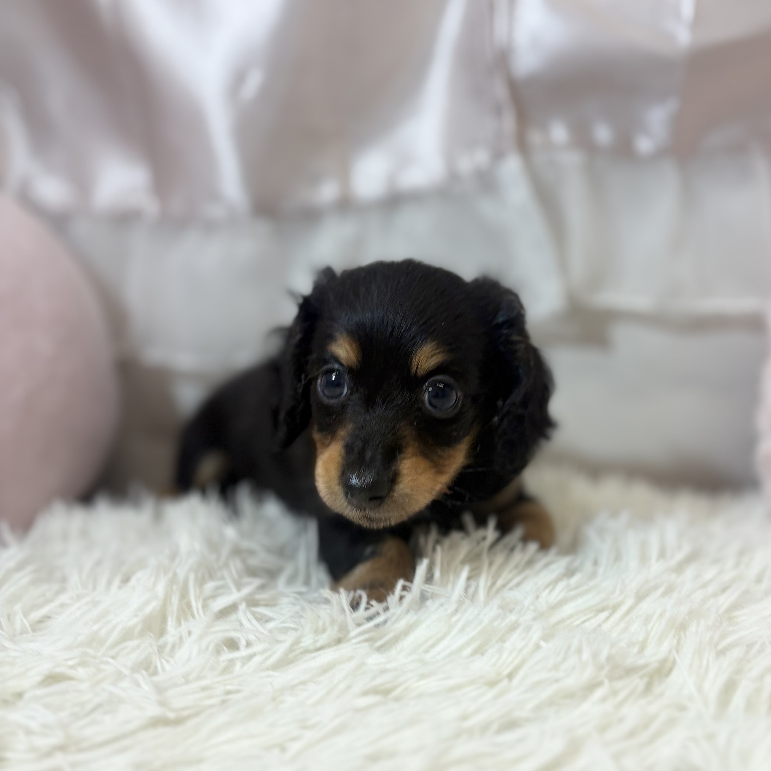 兵庫県のカニンヘンダックスフンド(ロング) (犬の家＆猫の里カナート西神戸店/2026年6月27日生まれ/女の子/ブラックタン)の子犬の4枚目の画像